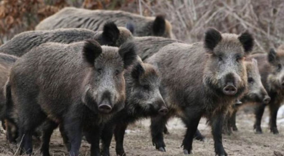 Παρατείνεται μέχρι 20 Σεπτεμβρίου το κυνήγι του αγριόχοιρου