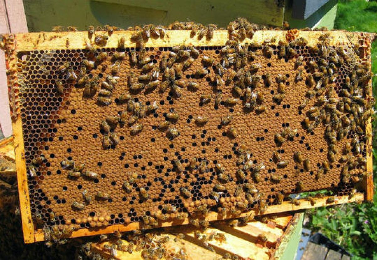 Από την Δ/νση Αγροτικής Οικονομίας &amp; Κτηνιατρικής Περιφερειακής Ενότητας Λακωνίας  ανακοινώνονται τα ακόλουθα που αφορούν  τους μελισσοκόμους  που δραστηριοποιούνται  στη περιοχή ευθύνης της.