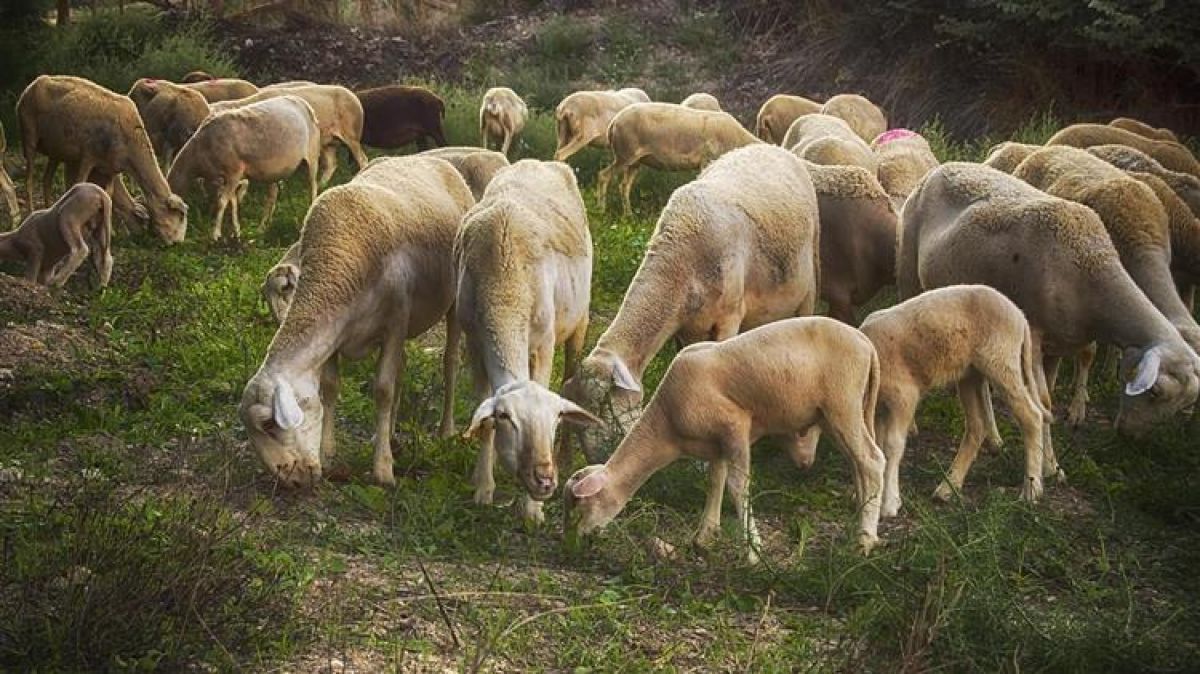 Συνεδρίασε για πρώτη φορά η Ομάδα Εργασίας του ΥΠΑΑΤ για τα προβλήματα της κτηνοτροφίας