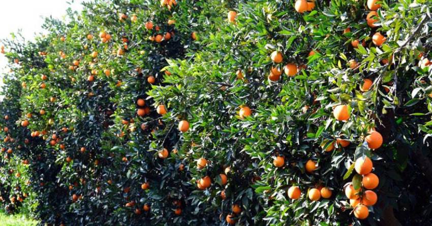 Γεωργαντάς: Είναι νωρίς ακόμα να πούμε πως δεν πήγαν καλά τα πορτοκάλια για να τα ενισχύσουμε