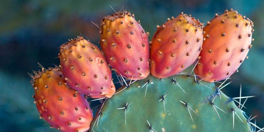 Φραγκόσυκο: 'Ενας ξεχασμένος βασιλιάς του καλοκαιριού πλούσιος σε κάλιο, ασβέστιο και βιταμίνες (βίντεο)