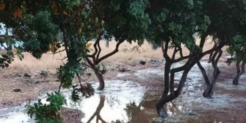 Χίος: Ζημιές στη μαστιχοκαλλιέργεια