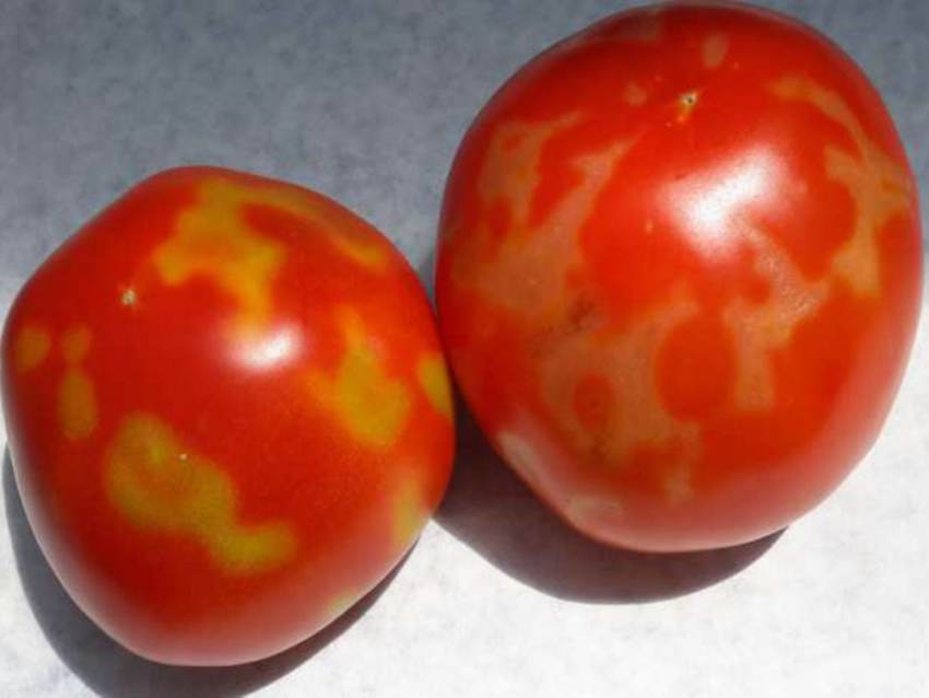 Ανακοίνωση από τη ΔΑΟΚ Μεσσηνίας με αφορμή την παρουσία του ιού της καστανής ρυτίδωσης των καρπών της ντομάτας