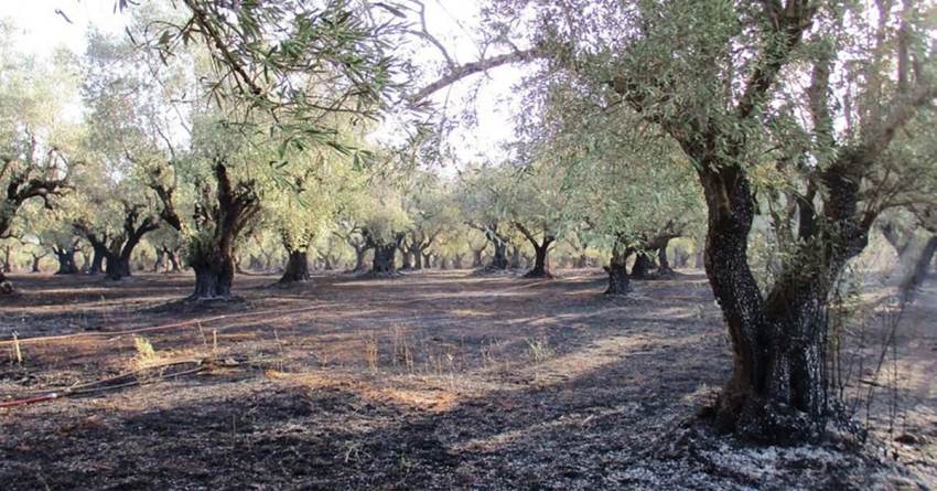 Δαβάκης: Εκδόθηκε το ΦΕΚ για τους πυρόπληκτους της Ανατολικής Μάνης.  Άμεσα οι αποζημιώσεις.