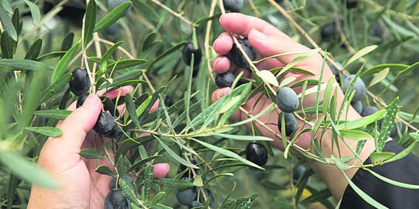 Πού κυμαίνονται οι ελαιοπεριεκτικότητες στις πρώτες Καλαμών που αλέστηκαν