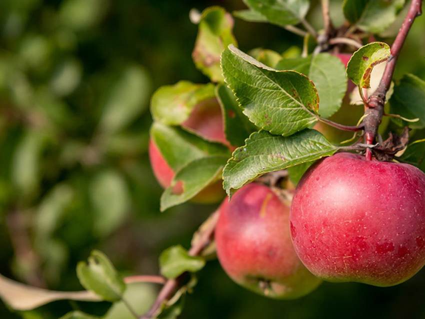 Στήριξη των παραγωγών της Αρκαδίας ζητούν ο ΑΚΣΑ “Η Ενωση” και ο Δήμος Τρίπολης