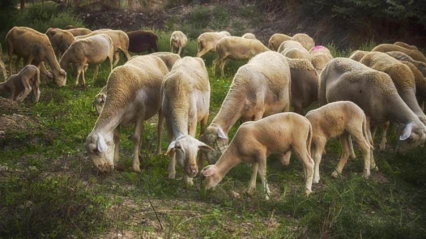 Μειώθηκε η παραγωγή πρόβειου κρέατος στην Ελλάδα