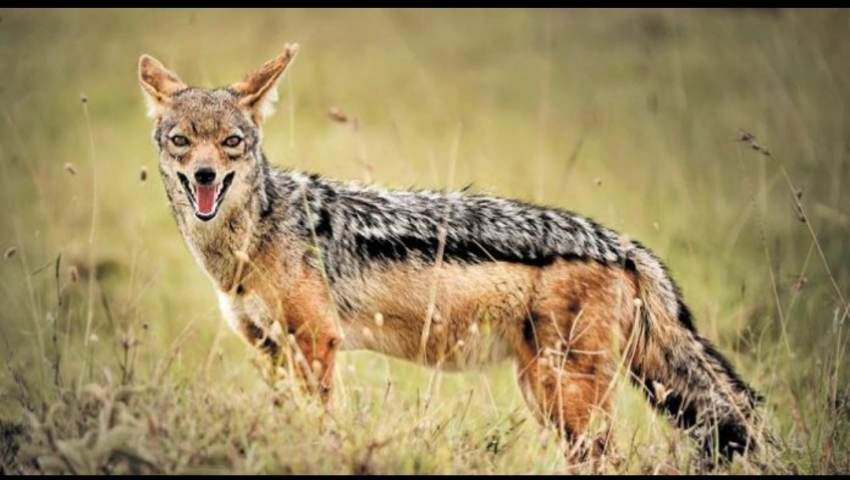 Σ. Κοκκορός - Η επανεμφάνιση του τσακαλιού και η κτηνοτροφία
