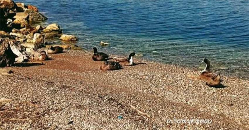 Νεαροί θανάτωσαν παπάκια πετώντας τους πέτρες
