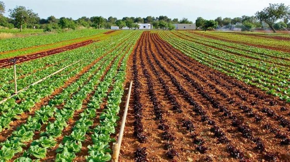 Ευνοϊκές ρυθμίσεις για τον ΕΝΦΙΑ αγροτεμαχίων