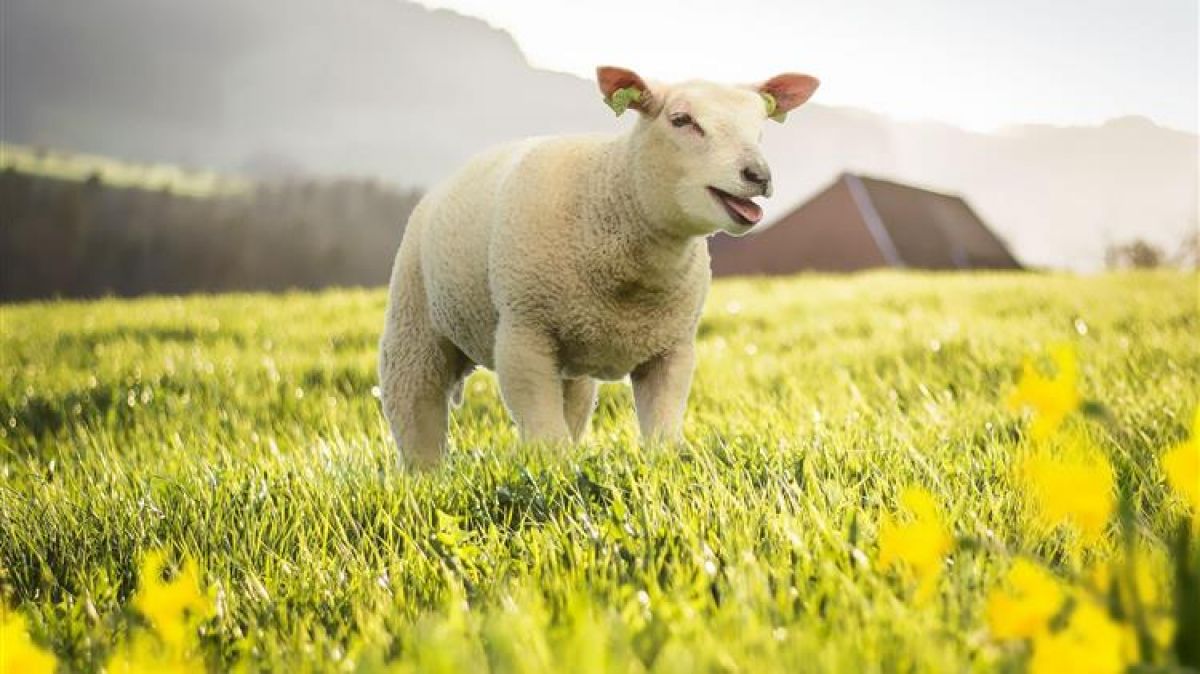 Υπογράφτηκαν οι συνδεδεμένες ενισχύσεις για βοοειδή και αιγοπρόβατα