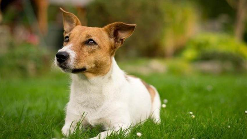 Δ. Μονεμβασίας: Σύλληψη ατόμου για παράβαση της νομοθεσίας περί ζώων συντροφιάς