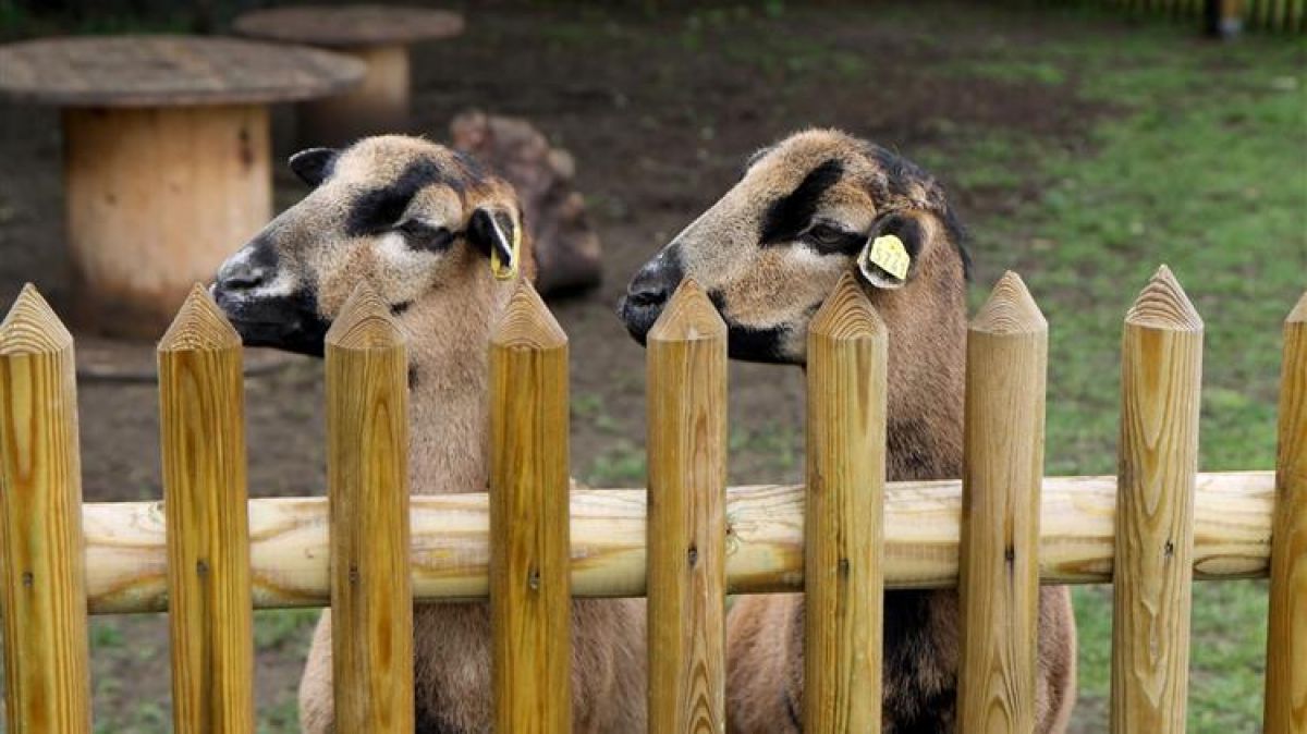 ΣΕΚ: Προτάσεις για άμεσα μέτρα ενίσχυσης κτηνοτρόφων και αγροτών