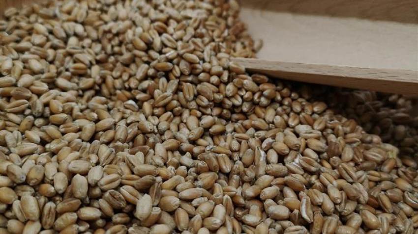 Ρωσία: Περιμένει παραγωγή 85,3 εκατ. τόνων σιταριού φέτος