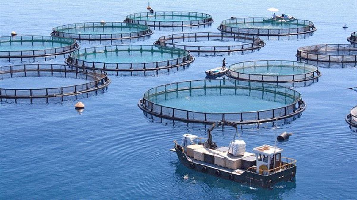 Αλιεία: Η ΕΕ ενεργοποιεί μέτρα αντιμετώπισης κρίσεων για τη στήριξη αλιείας και υδατοκαλλιεργειών