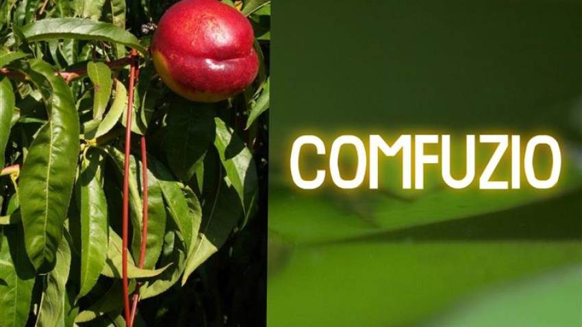 ΚΟΜΦΟΥΖΙΟ: Σε ομηρία βρίσκονται οι δικαιούχοι αγρότες για την πληρωμή