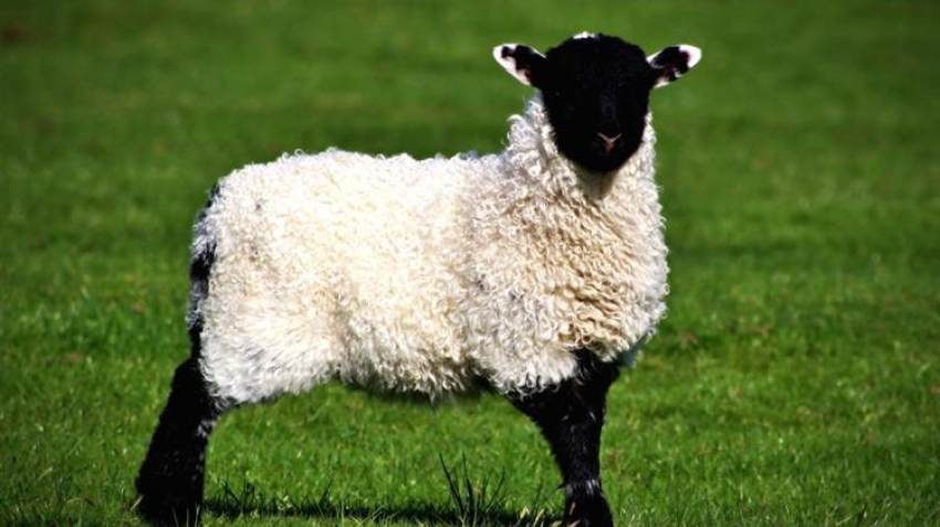 Πληρώθηκαν οι κτηνοτρόφοι το Μέτρο 22