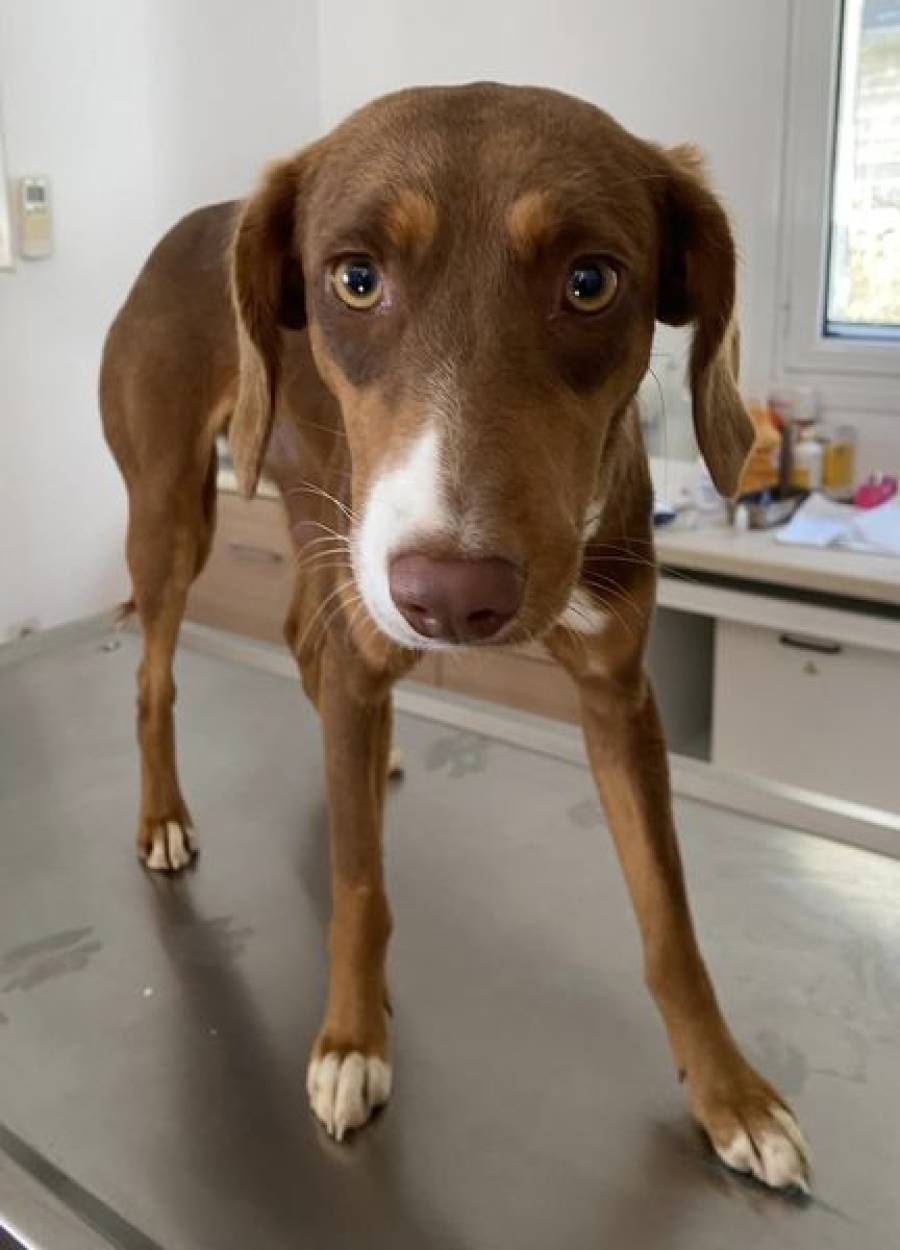 Δήμος Ευρώτα - Υπηρεσία φροντίδας αδέσποτων ζώων