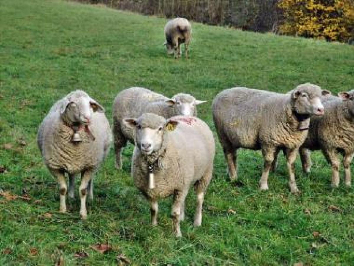 Το ΥπΑΑΤ θέλει να τρέξει το Μέτρο Ευζωία των ζώων με 45 εκατ. ευρώ