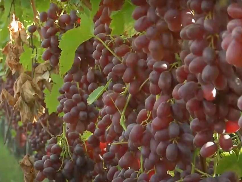 Ενημέρωση για την υποβολή αιτήσεων ένταξης στο πρόγραμμα αναδιάρθρωσης και μετατροπής αμπελώνων περιόδου 2023 – 2024