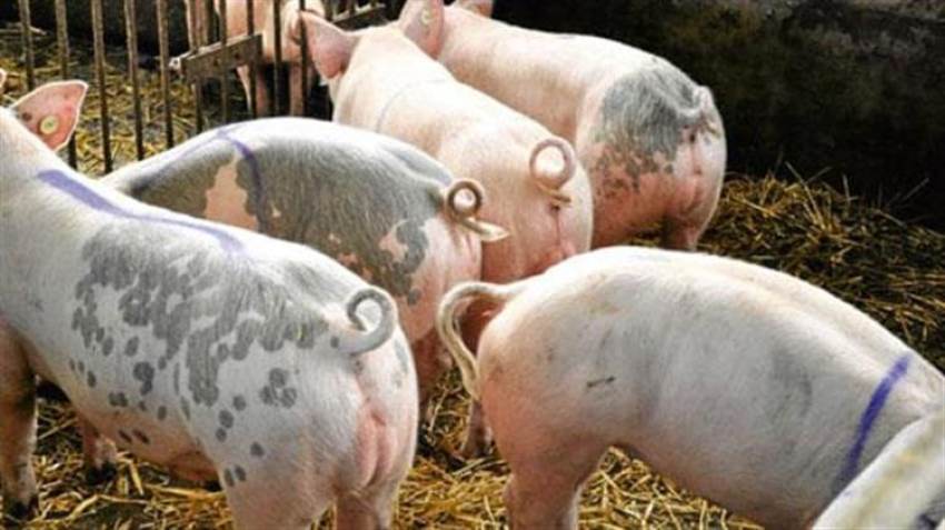 Η ΕΕ βλέπει χαμηλότερη παραγωγή κρέατος και γαλακτοκομικών προϊόντων ανάλογα με τον καιρό και τις ασθένειες