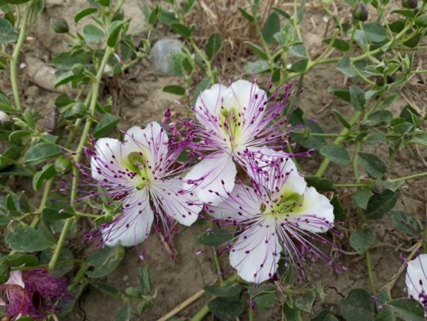 Κάπαρη: Το φυτό με την πολύτιμη πηγή θρεπτικών συστατικών