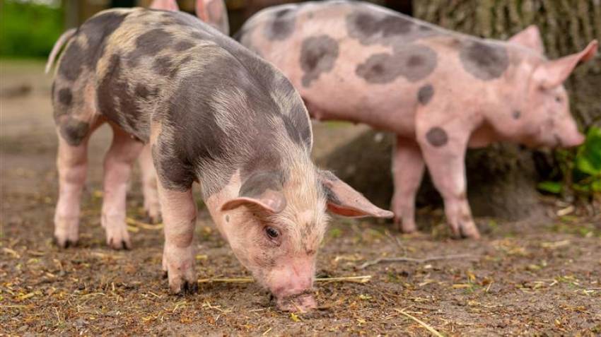 Ενίσχυση της Κυνηγετικής Συνομοσπονδίας με 255.000 ευρώ για την αφρικανική πανώλη των χοίρων