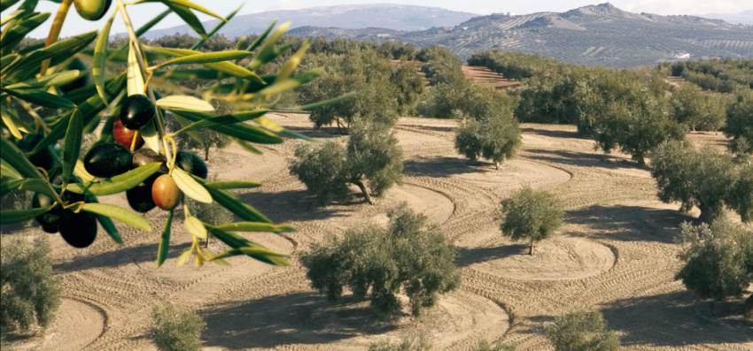 ΥΠΟΒΟΛΗ ΑΙΤΗΣΕΩΝ ΓΙΑ ΖΗΜΙΕΣ ΣΕ ΓΕΩΡΓΙΚΕΣ ΕΚΜΕΤΑΛΛΕΥΣΕΙΣ ΑΠΟ ΤΗΝ ΠΥΡΚΑΓΙΑ ΤΗΣ 19ΗΣ ΙΟΥΛΙΟΥ 2023 ΣΤΗΝ ΠΕΡΙΟΧΗ ΤΟΥ ΔΑΦΝΙΟΥ