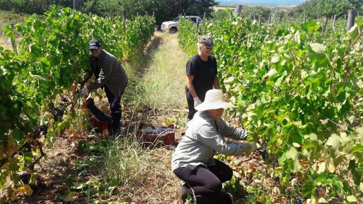 Μειώνονται οι επιλέξιμοι αιτούντες στο Μέτρο του Πράσινου Τρύγου