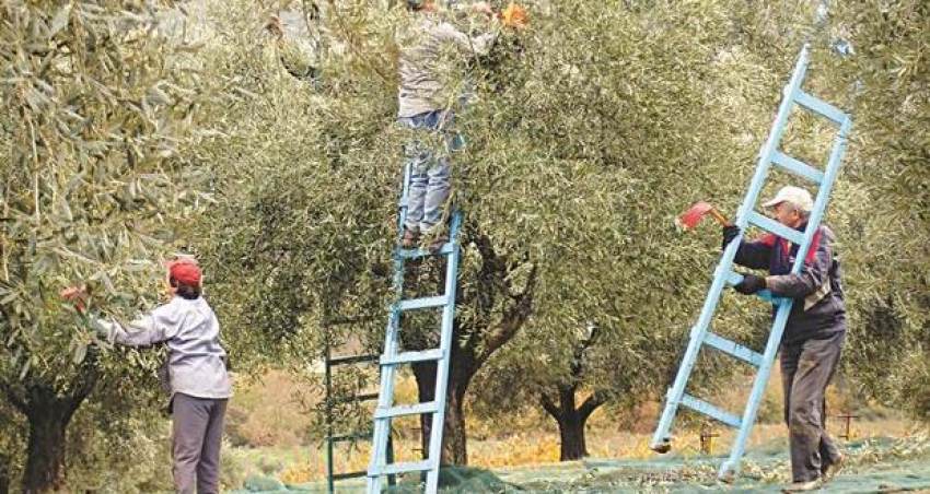 Δίνουν κίνητρα σε άνεργους και δικαιούχους ΚΕΑ να δουλέψουν στα χωράφια, θα πάνε;