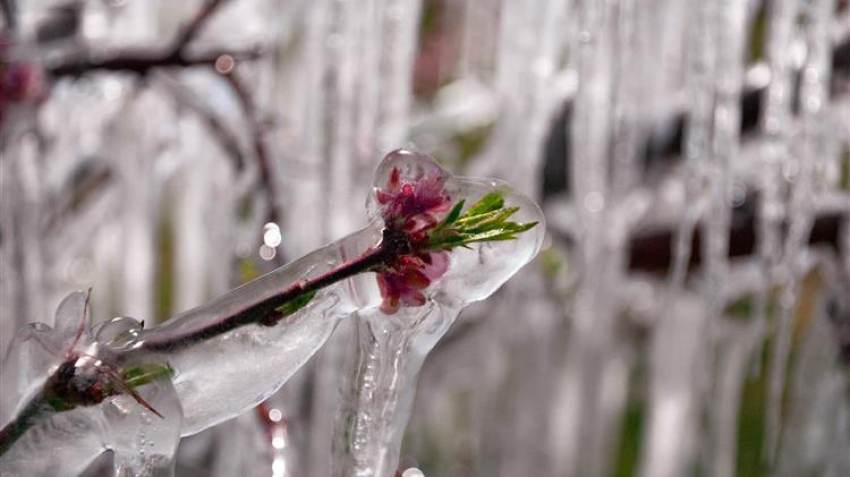 Πληρωμή του προανθικού σταδίου για πρώτη φορά, στους αγρότες που επλήγησαν από τον παγετό