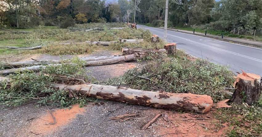 Γράφει ο Βαγγέλης Μητράκος : ΚΟΠΗ ΕΥΚΑΛΥΠΤΩΝ  «για το καλό μας»