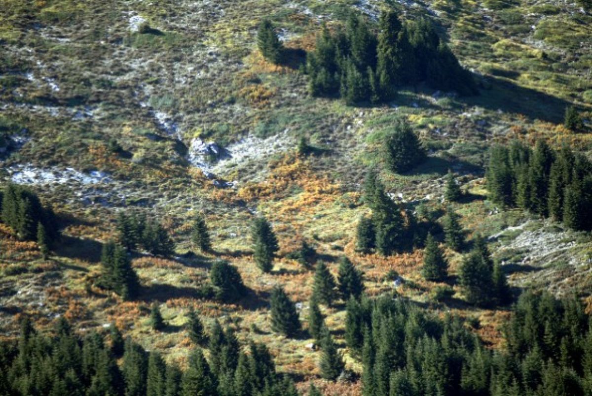 700 προσλήψεις σε Δασικές Υπηρεσίες