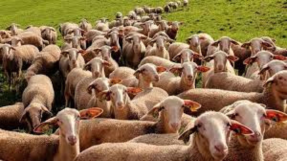 Απογραφές αιγοπροβάτων και χοίρων στην Περιφέρεια Πελοποννήσου για το 2021