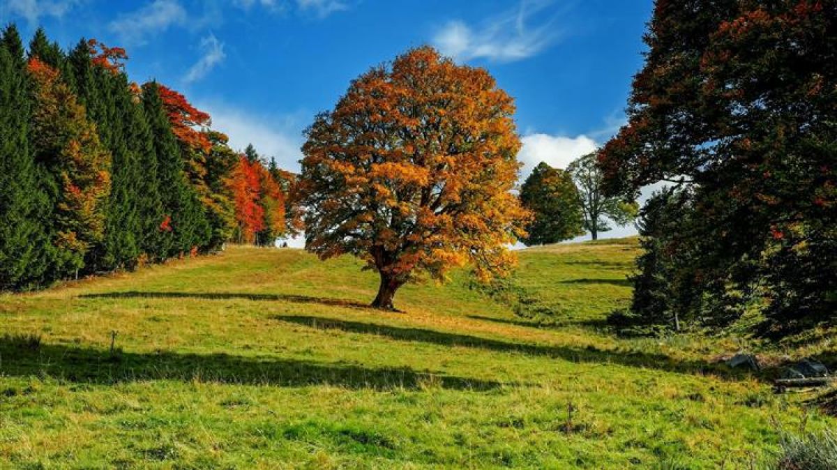 ΟΠΕΚΕΠΕ: Έναρξη υποβολής δηλώσεων για τη Δάσωση Γαιών