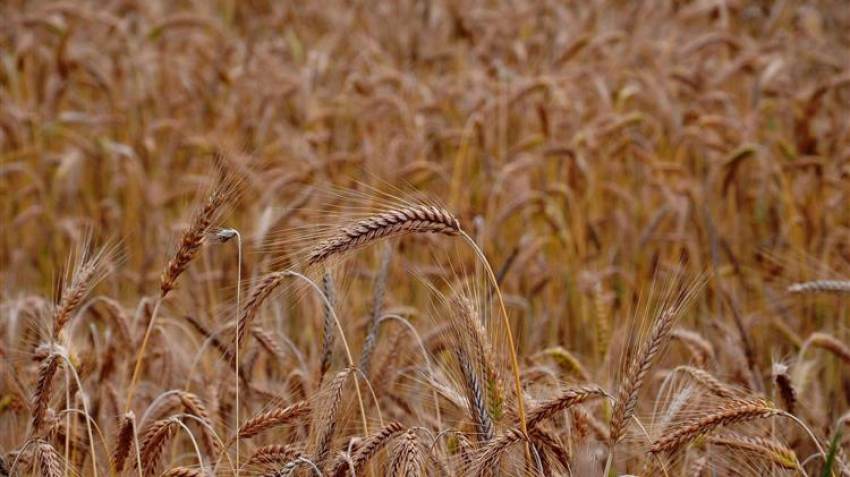 Η Ρωσία δηλώνει έτοιμη να αποχωρήσει από την συμφωνία εξαγωγών μέσω της Μαύρης Θάλασσας