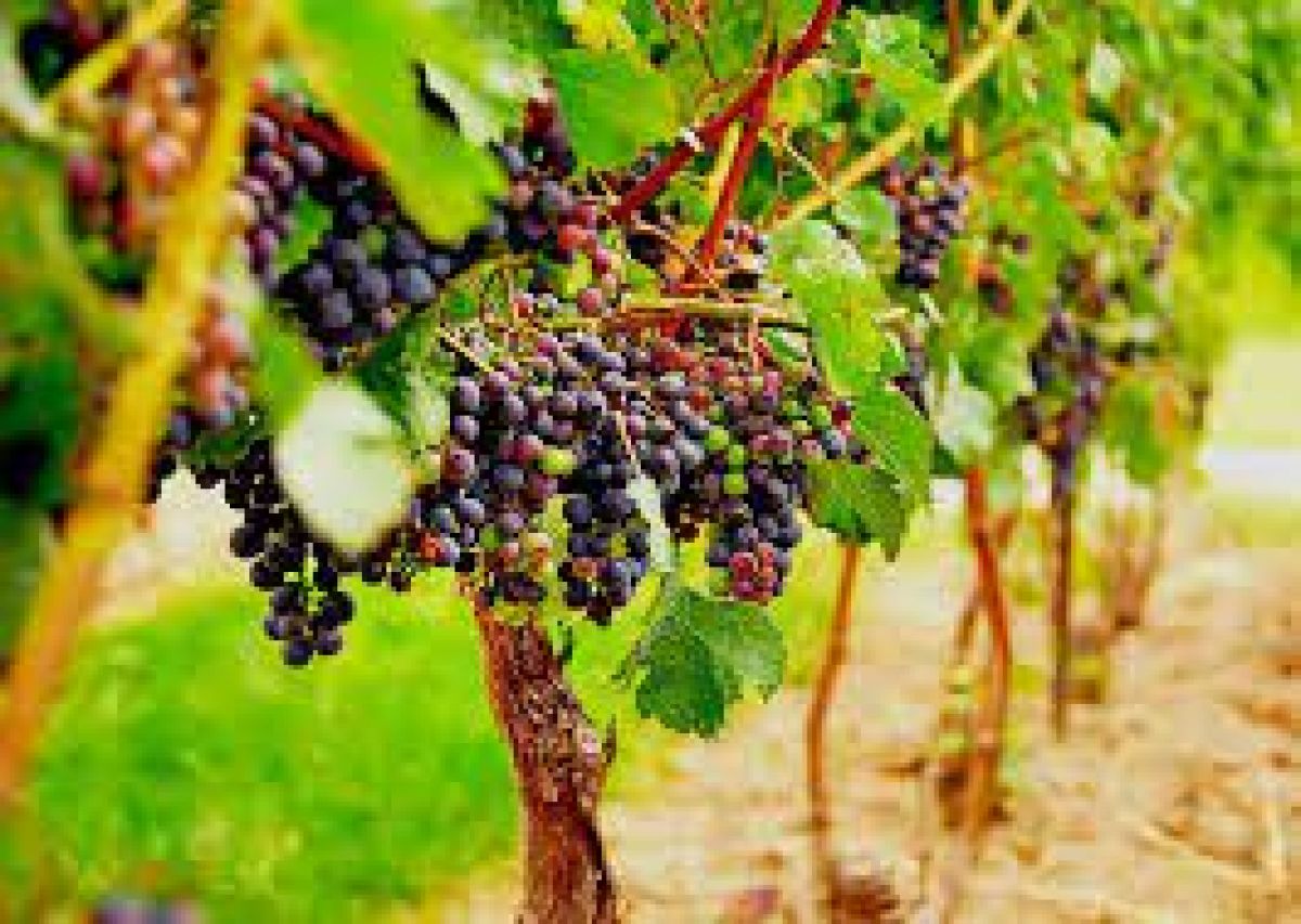 «Πρόγραμμα πρώιμης συγκομιδής για την περίοδο 2020-2021.»