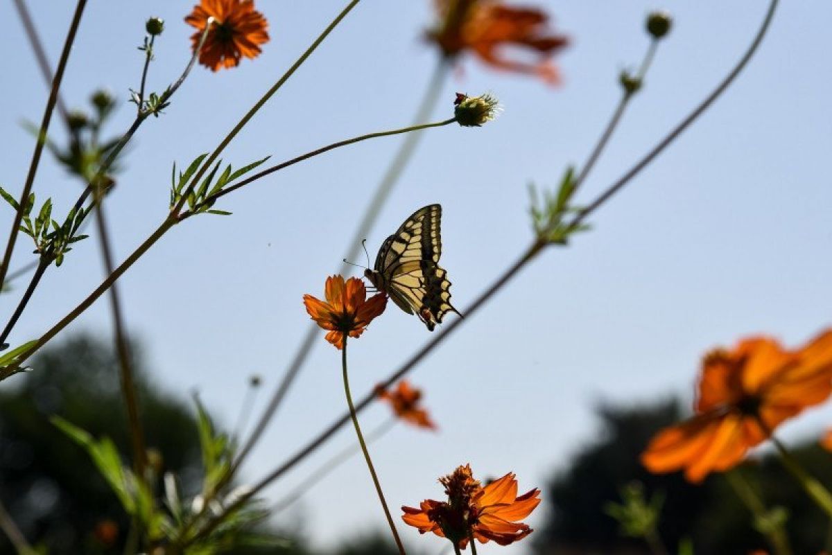 Καιρός: Αίθριος στο μεγαλύτερο μέρος της χώρας – Πού θα βρέξει