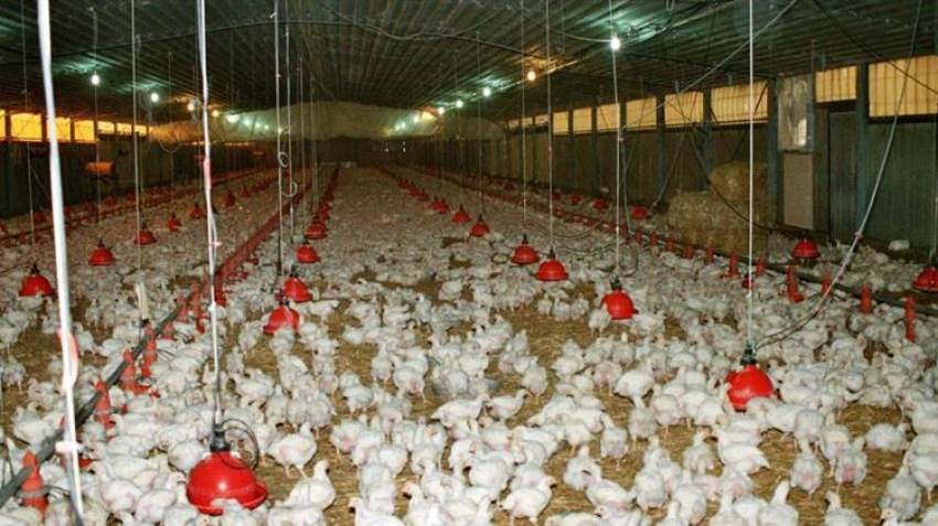 Έκκληση του πτηνοτροφικού κλάδου για άμεση επίλυση του ζητήματος των αδειοδοτήσεων