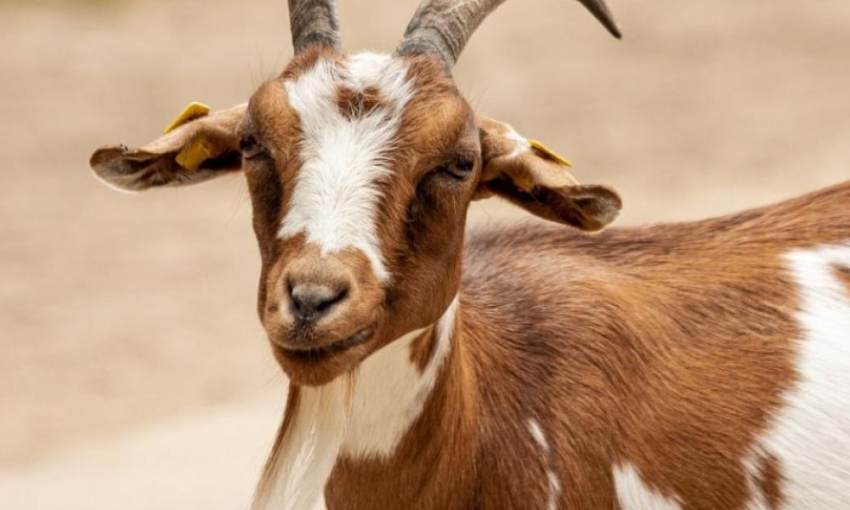 Ανακοίνωση ΔΑΟΚ ΠΕ Λακωνίας / Τμ. Κτηνιατρικής σχετικά με την Ύπαρξη Εστίας Φυματίωσης σε αίγες