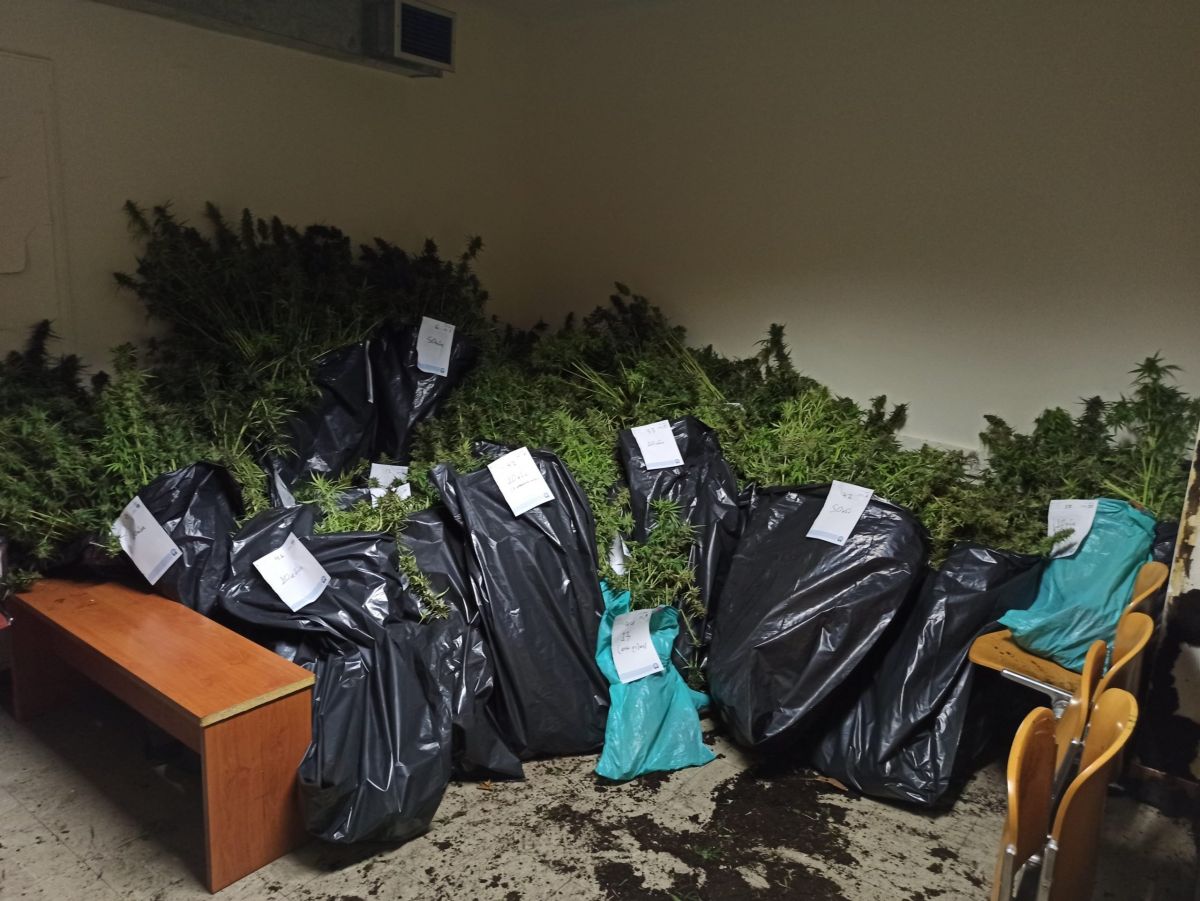 Αττική: Εξαρθρώθηκε κύκλωμα που καλλιεργούσε και διακινούσε κάνναβη