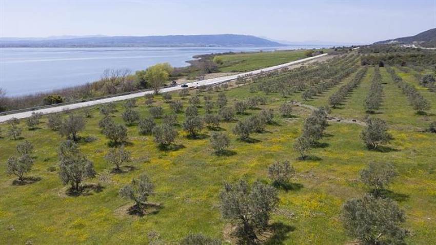 Στις ΟΕΦ και τα οικολογικά σχήματα περιορίζεται η στήριξη ελαιοκαλλιέργειας στην ΚΑΠ