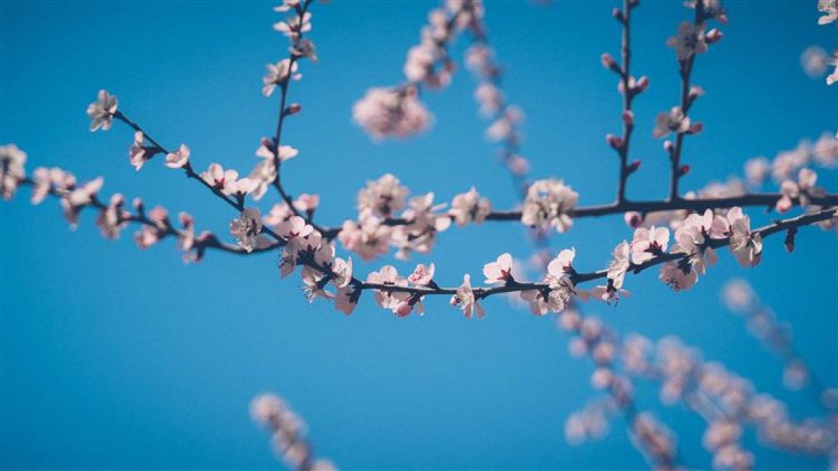 ΕΛΓΑ: Κουτσουρεμένες από λάθος οι αποζημιώσεις στα υπερπρώιμα ροδάκινα, νεκταρίνια - Ποιος θα αναλάβει την ευθύνη;