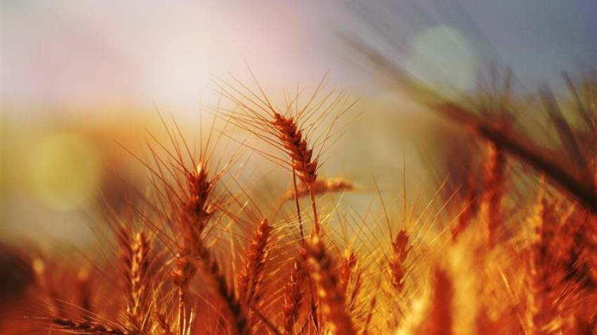 Το σιτάρι πέφτει για τρίτη συνεδρία λόγω της πίεσης προσφοράς στη Μαύρη Θάλασσα