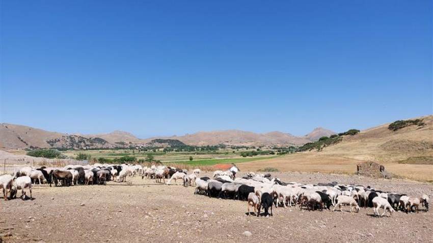 Κτηνοτρόφοι: «Καμπανάκι» για την παραγωγή και την επισιτιστική ασφάλεια