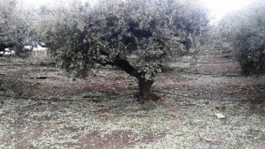 Προκαταβολή στους μη κατά κύριο επάγγελμα αγροτών για ζημιές από θεομηνίες σε φυτικά μέσα παραγωγής