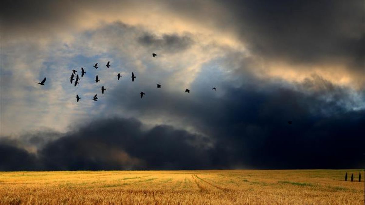 Ουγγαρία: Απαγορεύει τις εξαγωγές σιτηρών
