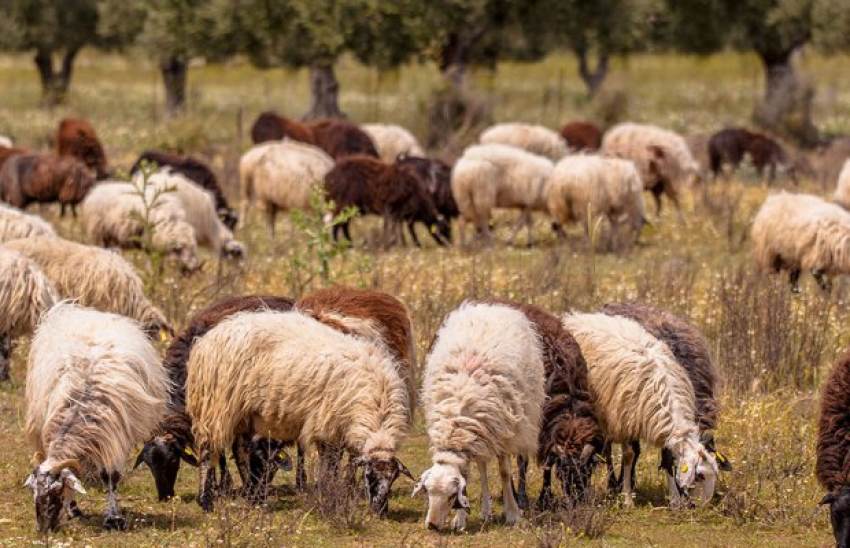 Να σταματήσουν οι εκβιασμοί με τις τιμές στο γάλα ζητούν οι κτηνοτρόφοι