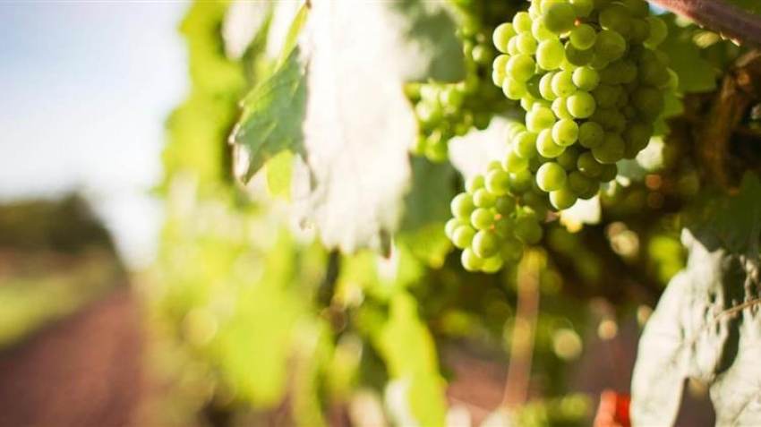 Ένωση Ηρακλείου: Οι τιμές ανά ποικιλία σταφυλιών εσοδείας 2022