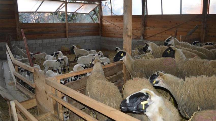 Σε ΦΕΚ η απόφαση για τα 89 εκατ. ευρώ των έκτακτων ενισχύσεων στους κτηνοτρόφους